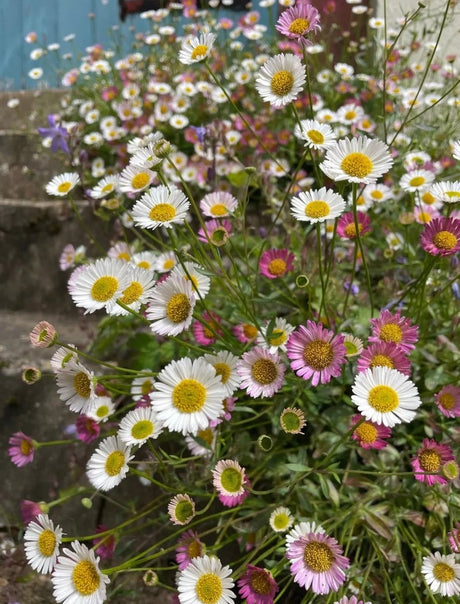 Erigeron karvinskianus Profusion Seeds - Dandys Landscape Supplies