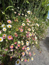 Erigeron karvinskianus Profusion Seeds - Dandys Landscape Supplies