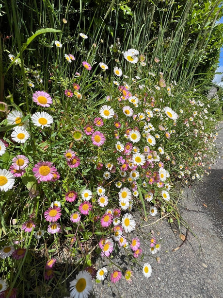 Erigeron karvinskianus Profusion Seeds - Dandys Landscape Supplies