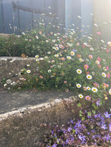 Erigeron karvinskianus Profusion Seeds - Dandys Landscape Supplies