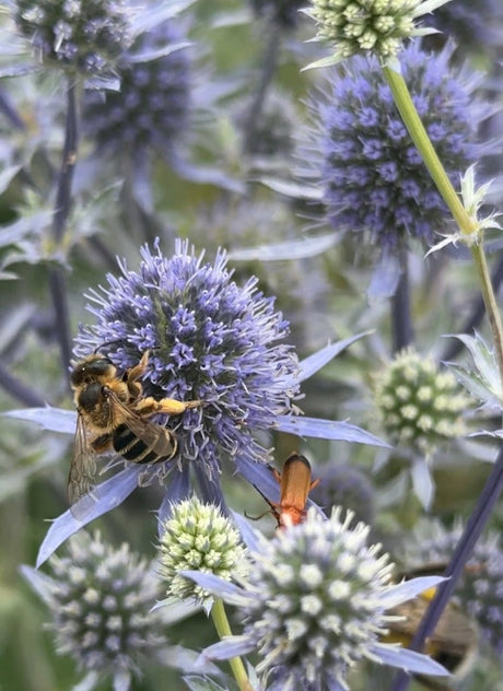 Eryngium (Sea Holly) - Dandys Landscape Supplies