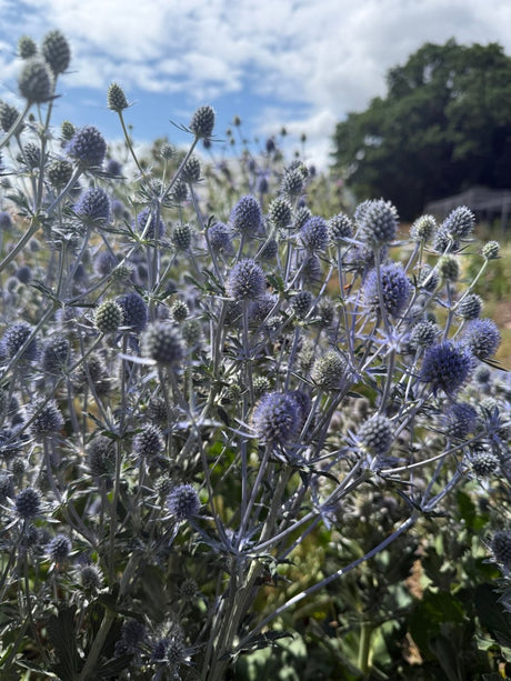 Eryngium (Sea Holly) - Dandys Landscape Supplies