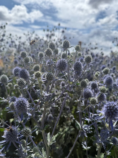 Eryngium (Sea Holly) - Dandys Landscape Supplies