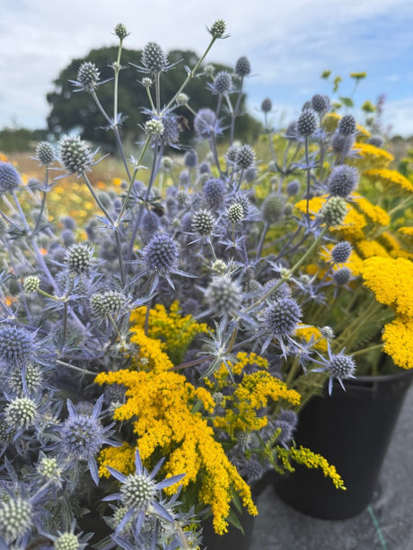 Eryngium (Sea Holly) - Dandys Landscape Supplies