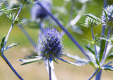 Eryngium (Sea Holly) Seeds - Dandys Landscape Supplies
