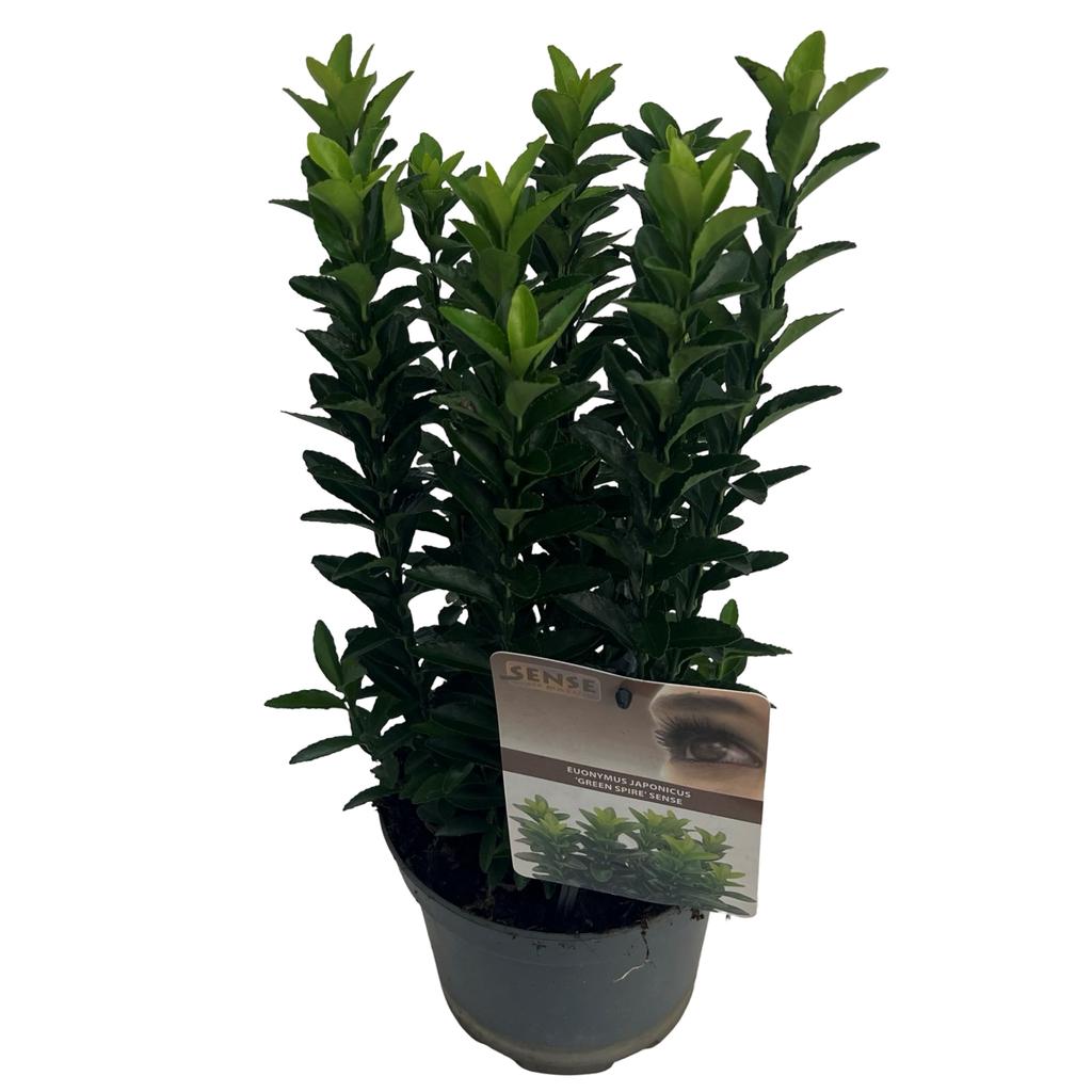Euonymus Japonicus Green Spire