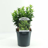 Euonymus Japonicus Green Spire