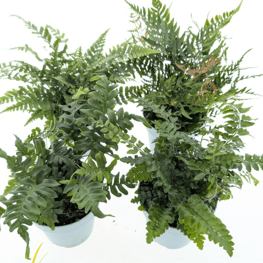 Ferns - Dandys Landscape Supplies
