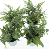 Ferns - Dandys Landscape Supplies
