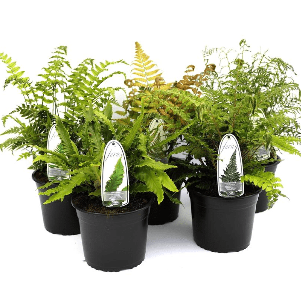 Ferns - Dandys Landscape Supplies
