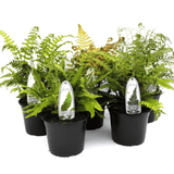 Ferns - Dandys Landscape Supplies