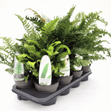 Ferns - Dandys Landscape Supplies