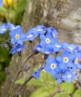 Forget - me - not Blue Seeds - Dandys Landscape Supplies