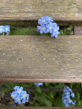Forget - me - not Blue Seeds - Dandys Landscape Supplies