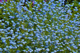 Forget - me - not Blue Seeds - Dandys Landscape Supplies