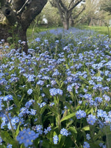 Forget - me - not Blue Seeds - Dandys Landscape Supplies
