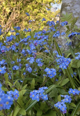 Forget - me - not Blue Seeds - Dandys Landscape Supplies