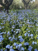 Forget - me - not Blue Seeds - Dandys Landscape Supplies