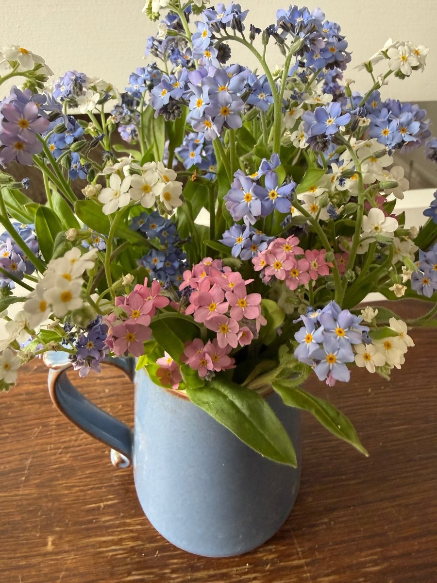 Forget - me - not Victoria Mixed - Dandys Landscape Supplies