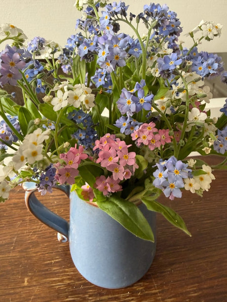 Forget - me - not Victoria Mixed - Dandys Landscape Supplies