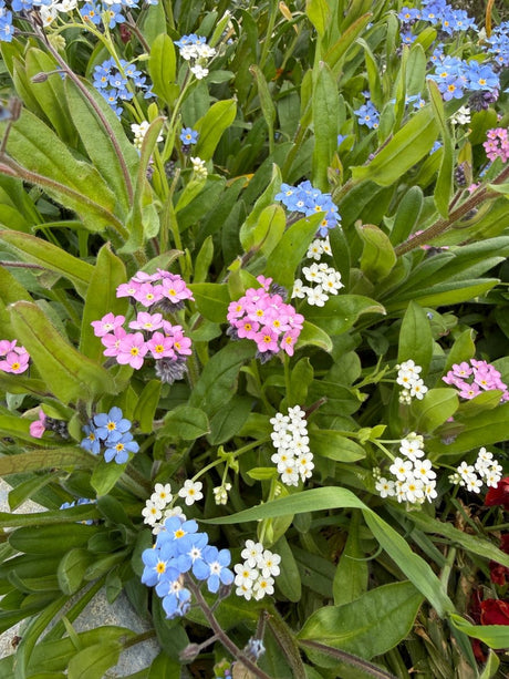 Forget-me-not Victoria Mixed - Dandys Landscape Supplies