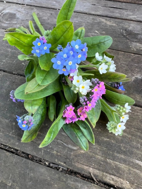 Forget-me-not Victoria Mixed - Dandys Landscape Supplies