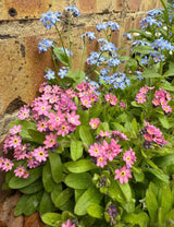 Forget - me - not Victoria Mixed - Dandys Landscape Supplies