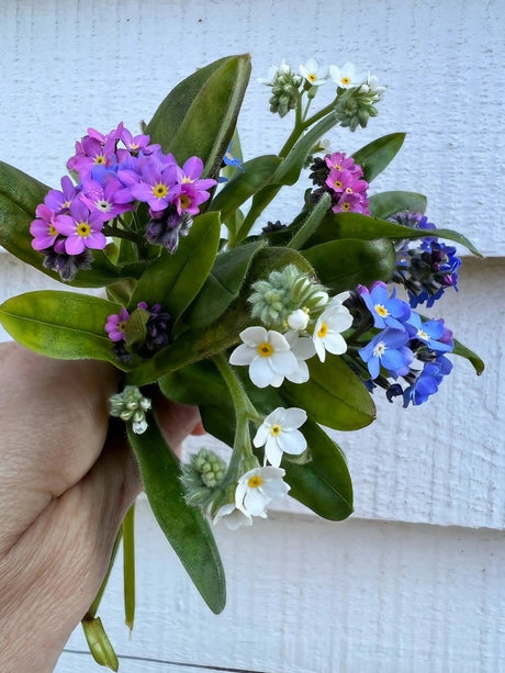Forget-me-not Victoria Mixed - Dandys Landscape Supplies