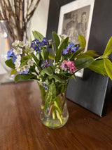 Forget - me - not Victoria Mixed - Dandys Landscape Supplies