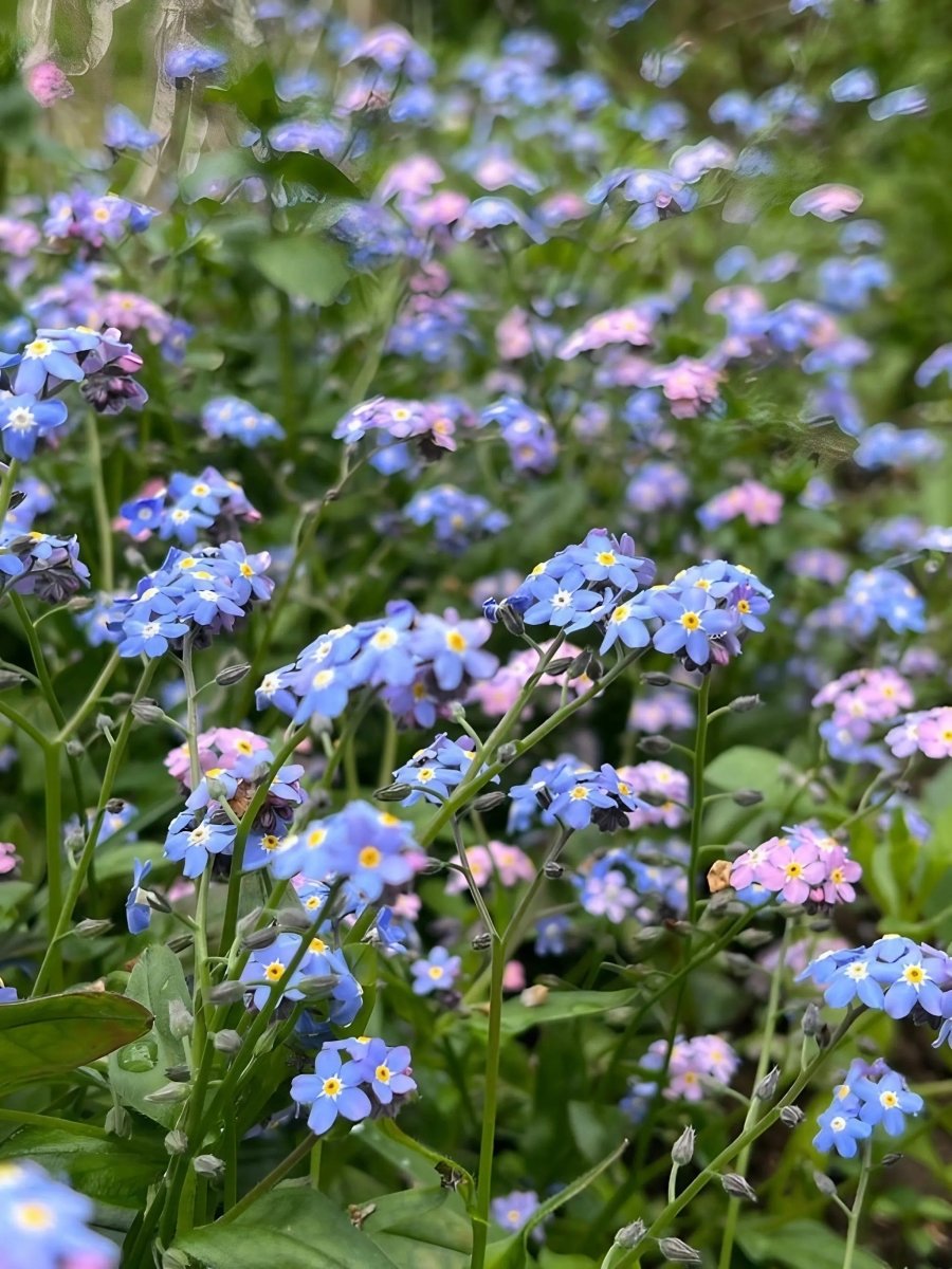 Forget - me - not Victoria Mixed - Dandys Landscape Supplies