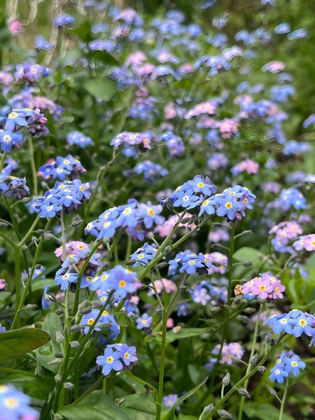 Forget - me - not Victoria Mixed - Dandys Landscape Supplies
