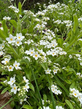 Forget - me - not White Seeds - Dandys Landscape Supplies