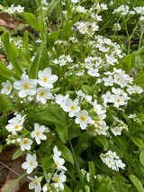 Forget - me - not White Seeds - Dandys Landscape Supplies