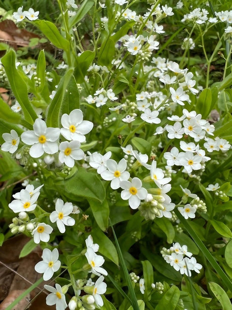 Forget - me - not White Seeds - Dandys Landscape Supplies