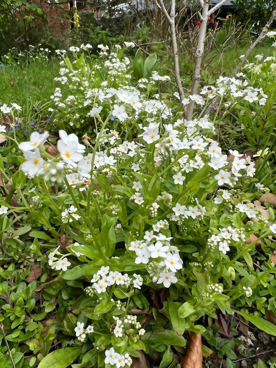 Forget - me - not White Seeds - Dandys Landscape Supplies
