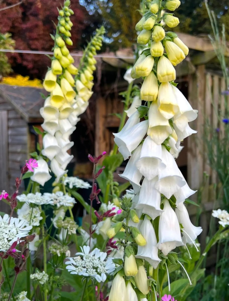 Foxglove Alba White Seeds - Dandys Landscape Supplies