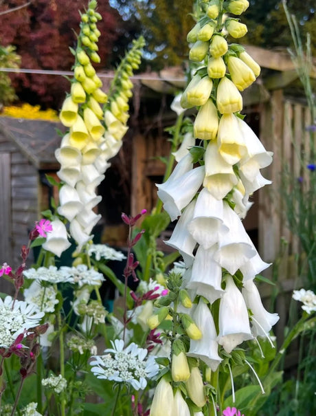 Foxglove Alba White Seeds - Dandys Landscape Supplies