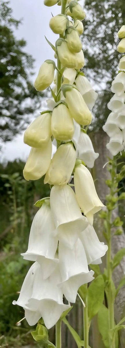 Foxglove Alba White Seeds - Dandys Landscape Supplies