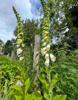 Foxglove Alba White Seeds - Dandys Landscape Supplies