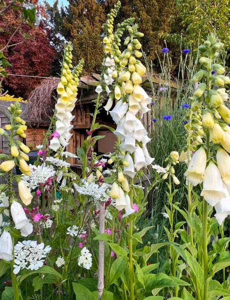 Foxglove Alba White Seeds - Dandys Landscape Supplies