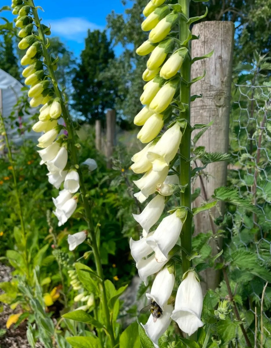 Foxglove Alba White Seeds - Dandys Landscape Supplies