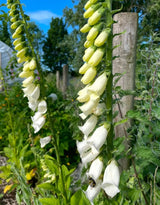 Foxglove Alba White Seeds - Dandys Landscape Supplies