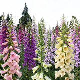 Foxglove Bishy Barnabee Mix - Dandys Landscape Supplies