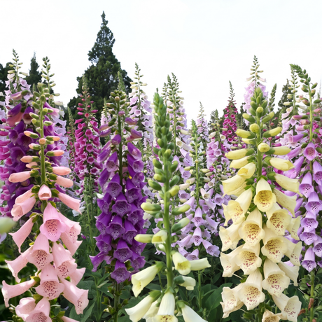 Foxglove Bishy Barnabee Mix - Dandys Landscape Supplies