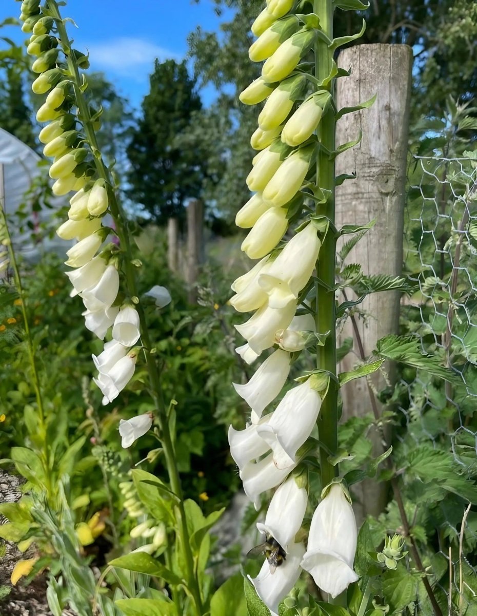 Foxglove Bishy Barnabee Mix Seeds - Dandys Landscape Supplies
