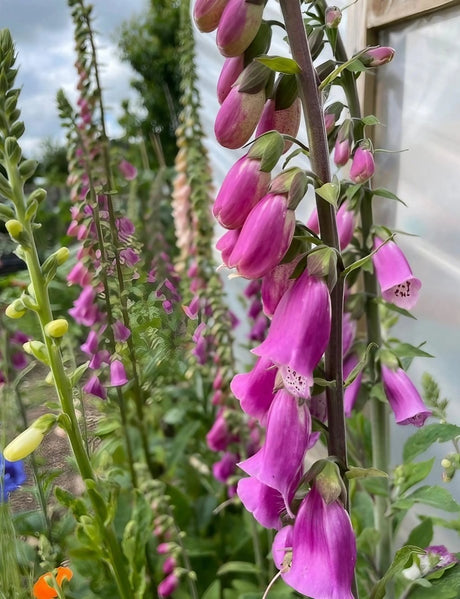 Foxglove Bishy Barnabee Mix Seeds - Dandys Landscape Supplies