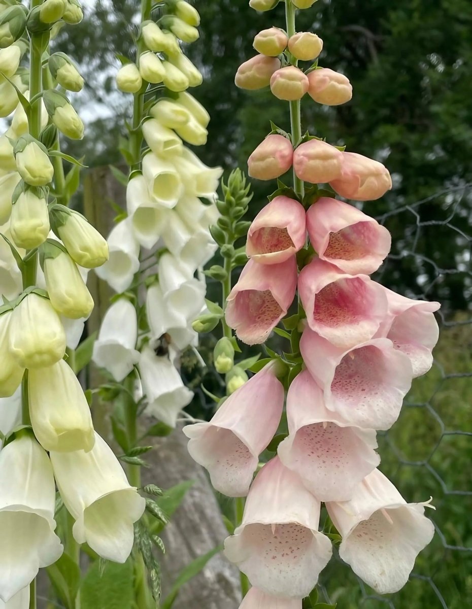 Foxglove Bishy Barnabee Mix Seeds - Dandys Landscape Supplies