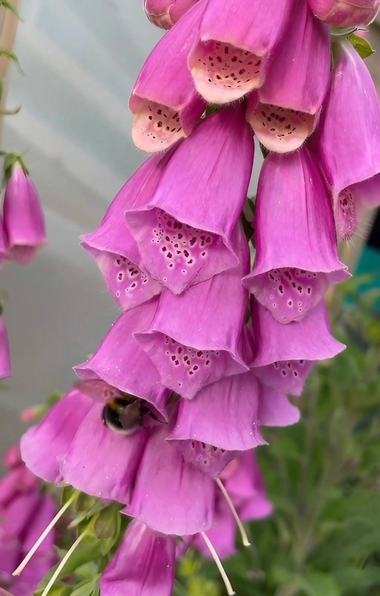 Foxglove Bishy Barnabee Mix Seeds - Dandys Landscape Supplies