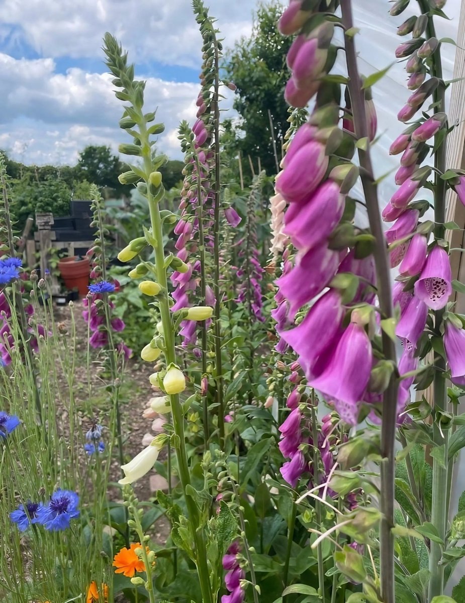 Foxglove Bishy Barnabee Mix Seeds - Dandys Landscape Supplies