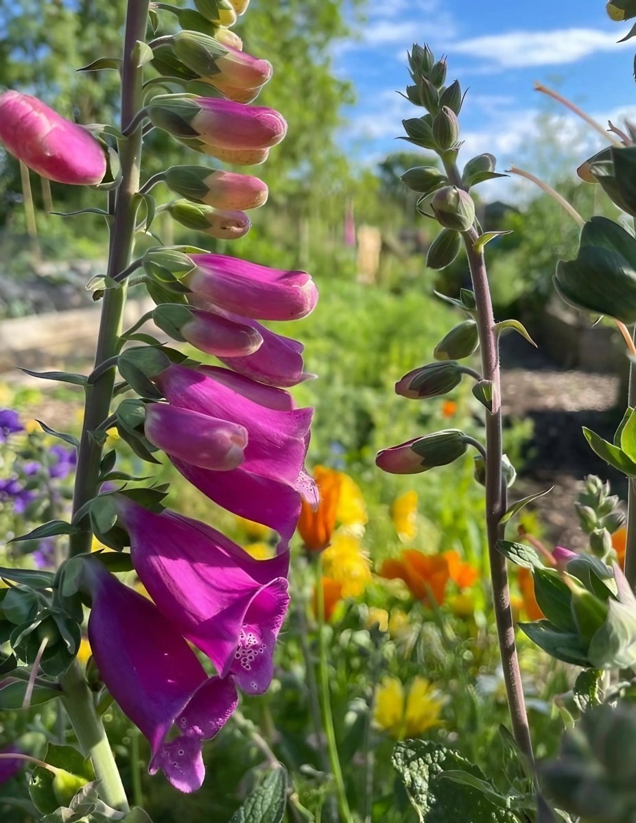 Foxglove Bishy Barnabee Mix Seeds - Dandys Landscape Supplies